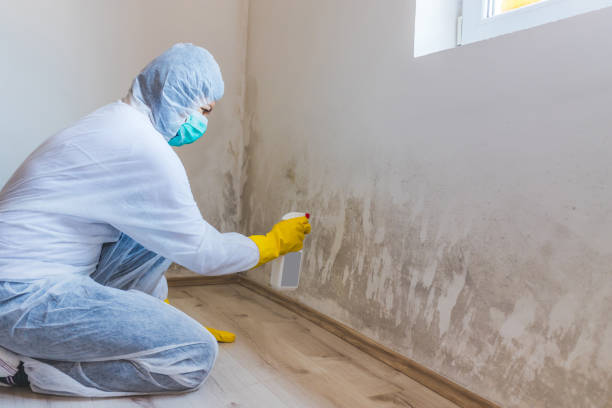 Licensed Mold Removal service in Raleigh, NC - WQB Mold Removal